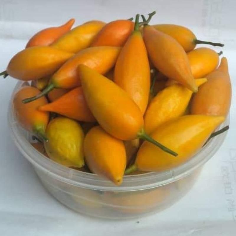 Tabernanthe Iboga Seeds – Rare Central African Botanical Specimen