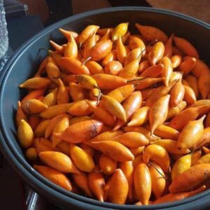 Tabernanthe Iboga Seeds – Rare Central African Botanical Specimen