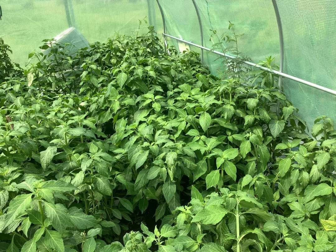 Ibogaine farming