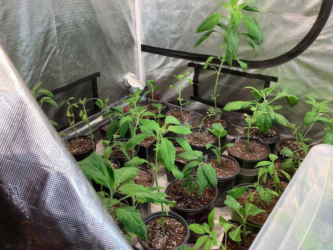 IMG 20240902 011645 868