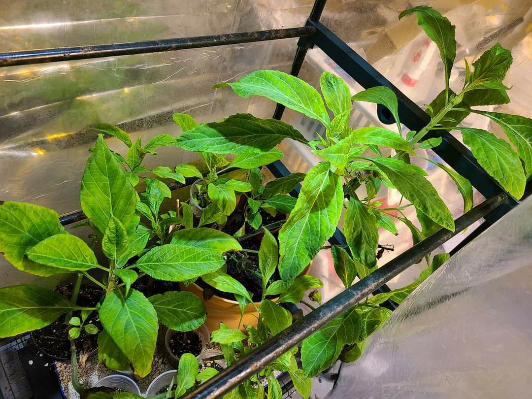 IMG 20240902 014625 489